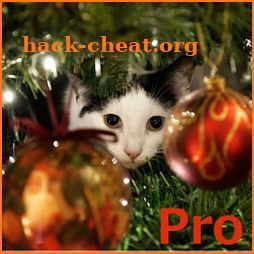 Advent Calendar Xmas Cats Pro icon