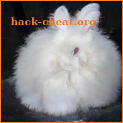 Angora Goat icon