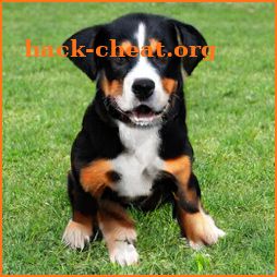 Appenzeller Dog icon