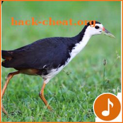 Appp.io - White-breasted waterhen Calls icon