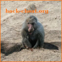 Baboon icon