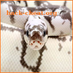 Ball Python Community icon