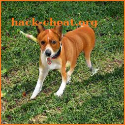 Basenji Dog TB09 icon