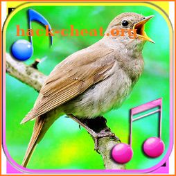 Bird Sound Ringtones & Wallpapers icon