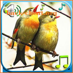 Birds Sounds & Ringtones icon