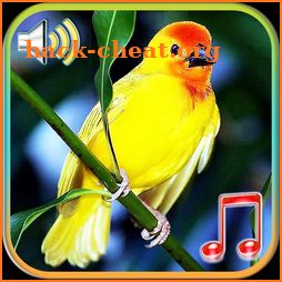 Birds Sounds Ringtones & Wallpapers icon