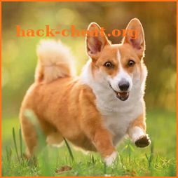 Corgi Dog Simulator icon