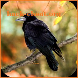 Crow Sounds icon