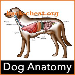 Dog Anatomy : Canine Anatomy icon