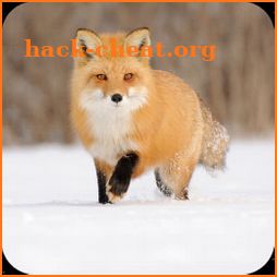 Fox HD Wallpaper icon