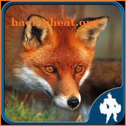 Fox Jigsaw Puzzles icon