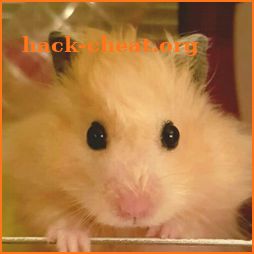 Hamster Wallpaper icon