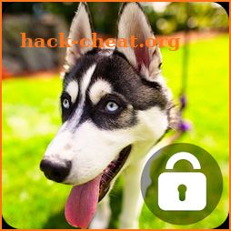 Husky Lock Screen Wallpaper Password Pin icon