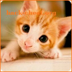 Kitten Wallpapers icon