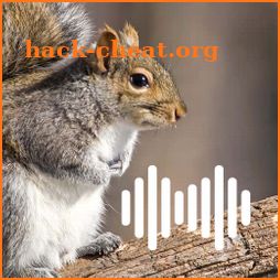 Squirrel hunting calls icon