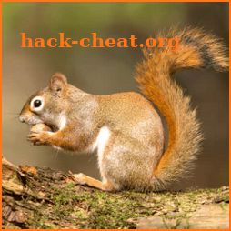 Squirrel Sounds - Squirrel Calls for Hunting icon