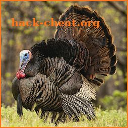 Turkey Calls - Ad Free icon