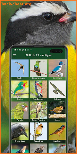 All Birds West Indies: Puerto Rico east to Antigua screenshot