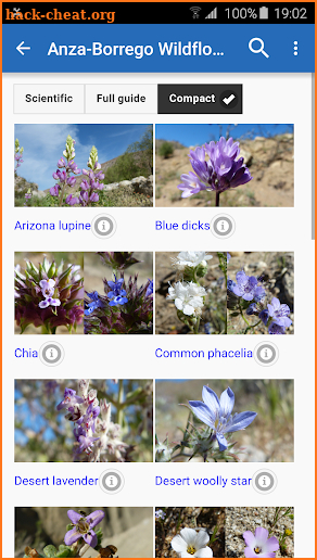 Anza-Borrego Wildflowers screenshot