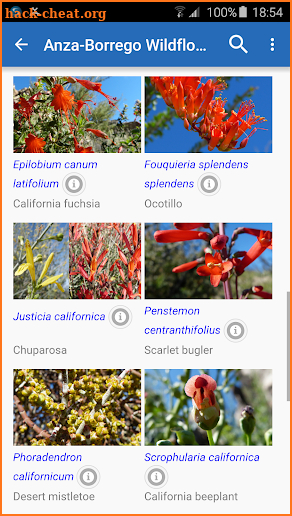 Anza-Borrego Wildflowers screenshot