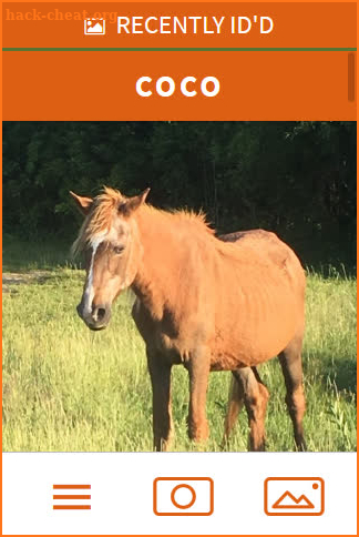 Assateague HorseID screenshot