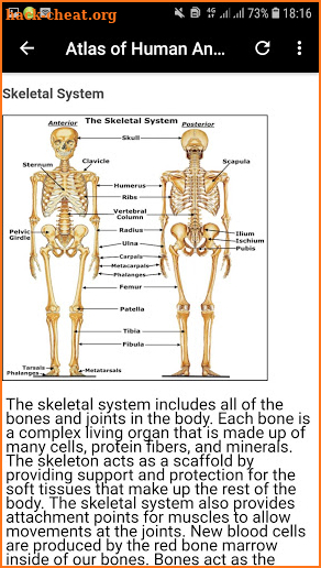 Atlas of Human Anatomy Offline screenshot