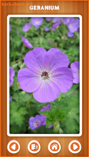 Baby learning Flowers (Card) screenshot