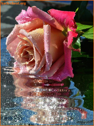 Beautiful Roses and Flowers Images screenshot