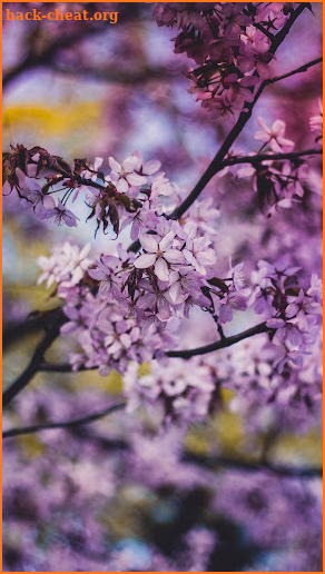 Beautiful Spring Wallpaper screenshot