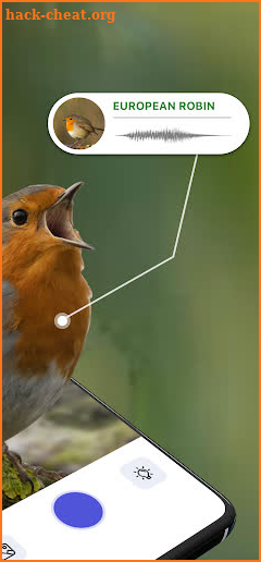 Bird Sound Identifier Bird ID screenshot