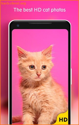 Cats Wallpaper screenshot