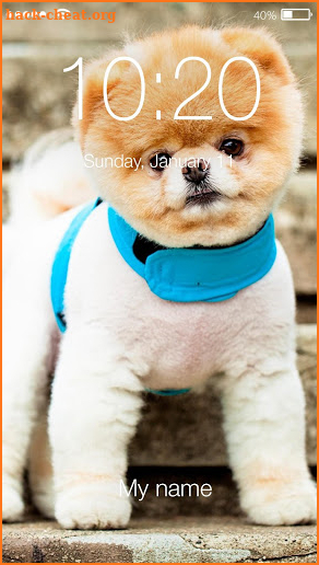 Cute Chihuahua Pomerian Husky Dog Screen Lock screenshot