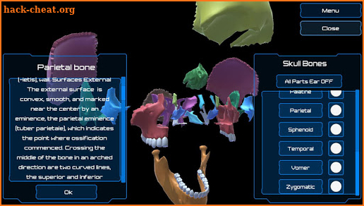 Dental Anatomy & Skull screenshot