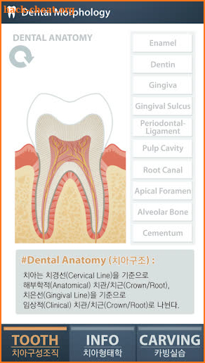 DENTAL MORPHOLOGY for Student screenshot