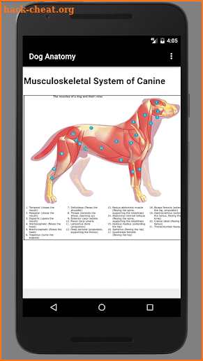 Dog Anatomy : Canine Anatomy screenshot