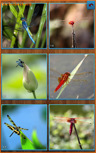 Dragonfly Jigsaw Puzzles screenshot