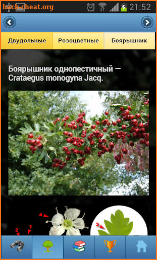 EcoGuide: Trees in Summer screenshot