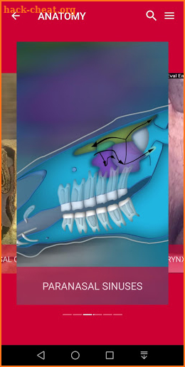 Equine Upper Respiratory Tract Guide screenshot