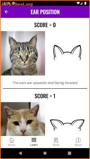 Feline Grimace Scale screenshot