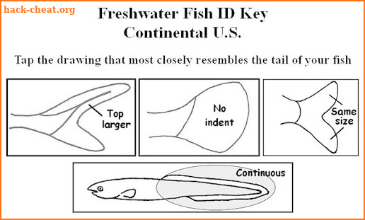 Fish ID Key - U.S. Freshwater screenshot