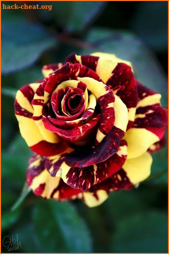 Flowers And Roses Animated Images Gif pictures 4K screenshot