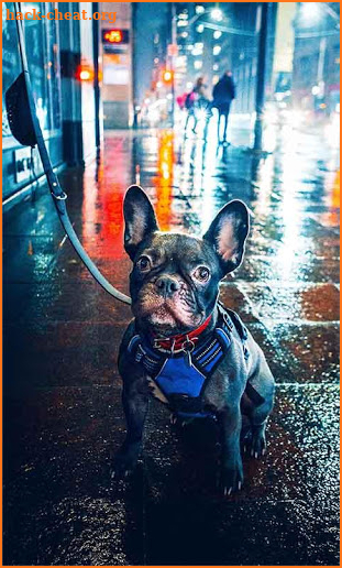 French Bulldog Wallpapers screenshot