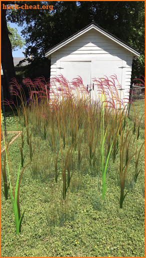 Grass Flower Weed: Bluestem screenshot