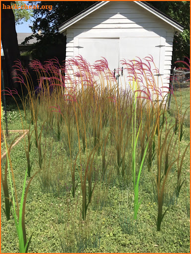 Grass Flower Weed: Bluestem screenshot