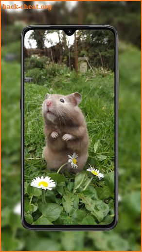 Hamster Wallpaper screenshot