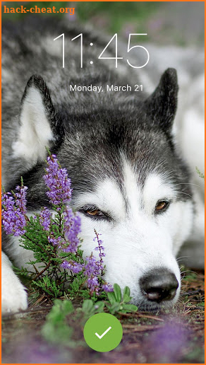 Hasky Little Dog Cute Puppy Screen  Lock screenshot