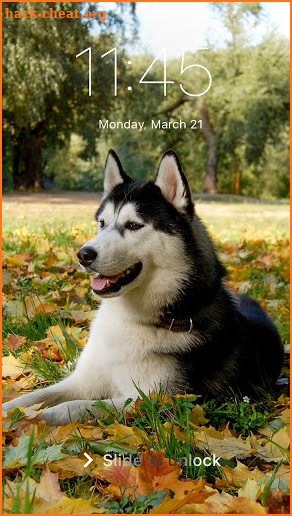 Hasky Little Dog Cute Puppy Screen  Lock screenshot