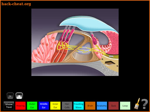 Hearing Anatomy screenshot