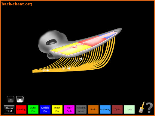 Hearing Anatomy screenshot