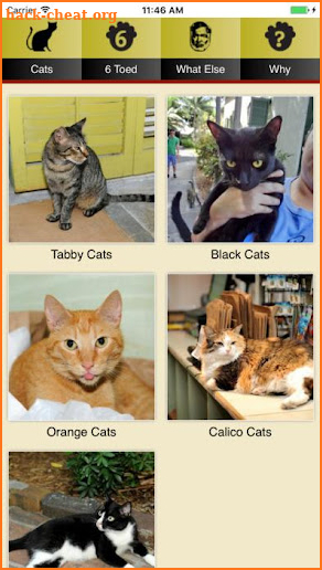 Hemingway Cats App screenshot